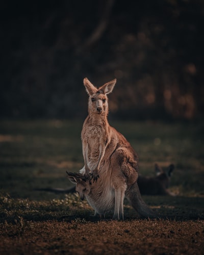 Brown the kangaroo on the brown field during the day
